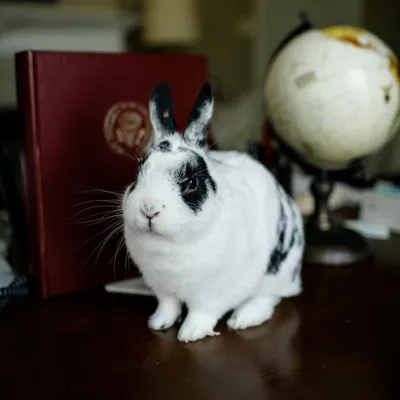 Marlon Bundo